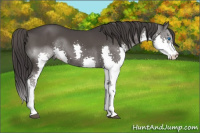 Horse Color:Buckskin Splash 
