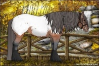 Horse Color:Brown Appaloosa 