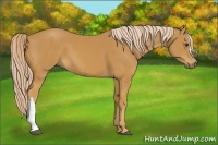 Horse Color:Palomino