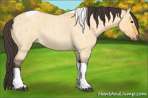 Horse Color: Buckskin Roan Dun Tobiano 