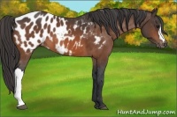 Horse Color:Bay Appaloosa