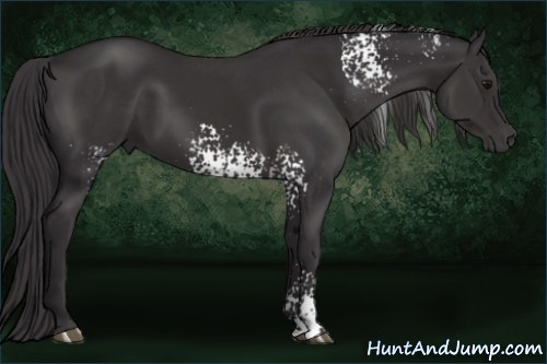 Horse Color: White Spotted Buckskin Sabino 
