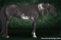 Horse Color:White Spotted Buckskin Sabino