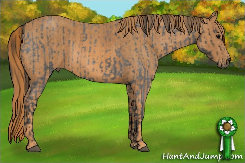 Horse Color: Brown Roan Rabicano  Brindle