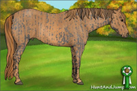 Horse Color:Brown Roan Rabicano  Brindle