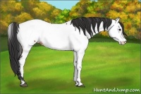 Horse Color:Brown Appaloosa 