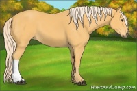Horse Color:Palomino 