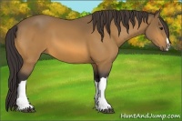 Horse Color:Buckskin 