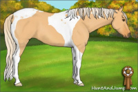 Horse Color:Chocolate Palomino Dun Tobiano
