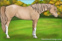 Horse Color:Chestnut Pearl