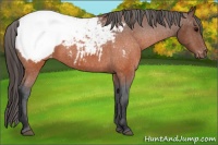 Horse Color:Brown Snowcap 