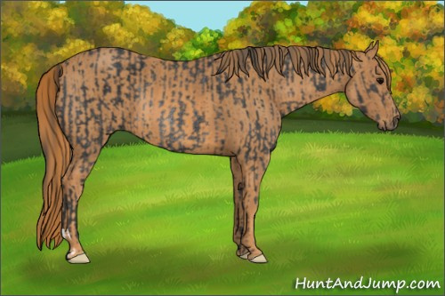 Horse Color: Brown Rabicano  Brindle