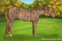 Horse Color:Brown Rabicano Brindle