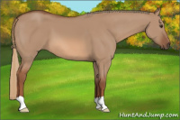 Horse Color:Liver Red Dun 