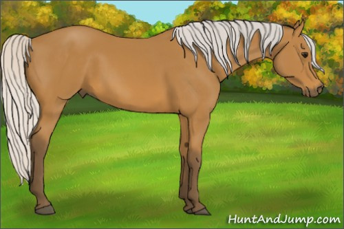 Horse Color: Silver Buckskin 