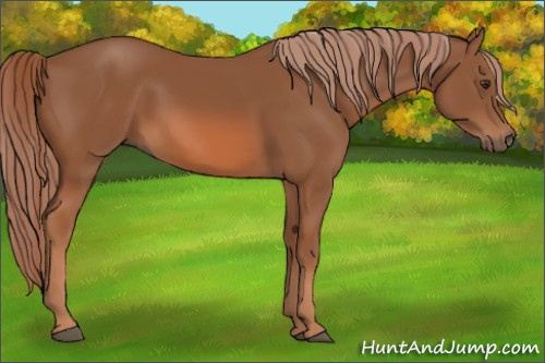 Horse Color: Chestnut 