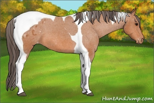 Horse Color: Bay Tobiano Blanket 