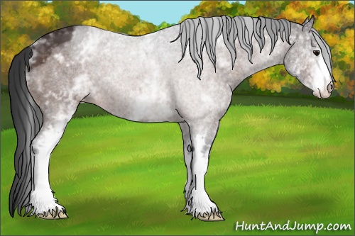 Horse Color: White Spotted Bay 
