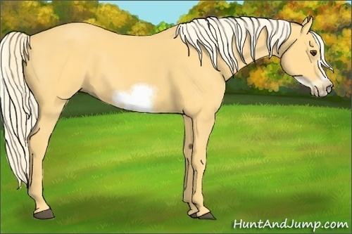 Horse Color: Palomino Sabino Frame 