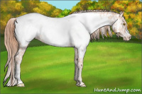 Horse Color:Gold Champagne Snowcap 