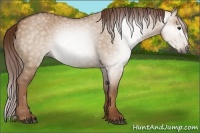 Horse Color:Gray Red Dun 