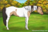 Horse Color:Bay Dun Tobiano 