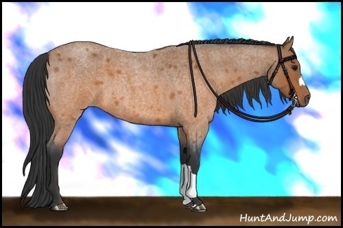 Horse Color:Bay Roan 