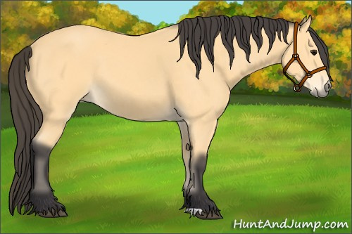 Horse Color: Buckskin 