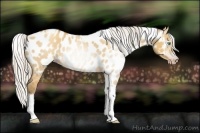 Horse Color:Gray Silver Amber Cream Champagne Roan Dun Splash Tobiano Frame Near Leopard Rabicano 