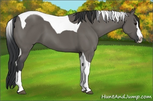 Horse Color:Unknown 