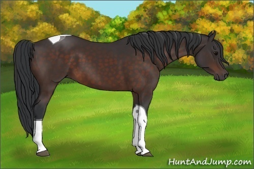 Horse Color: Bay Tobiano 