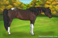 Horse Color:Bay Tobiano 