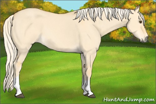 Horse Color: Palomino Dun Tobiano 