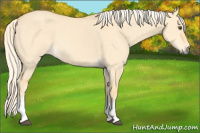 Horse Color:Palomino Dun Tobiano