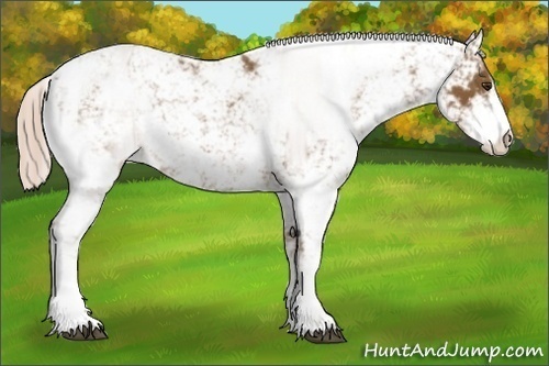 Horse Color:Chocolate Palomino Sabino 