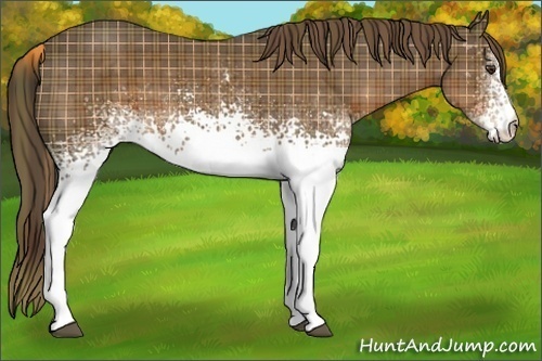Horse Color: Plaid  White Spotted Liver Chestnut 