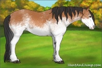 Horse Color:White Spotted Bay 