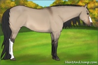 Horse Color:Bay Dun