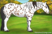 Horse Color:Bay Splash Tobiano Appaloosa Brindle