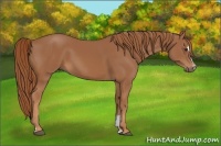 Horse Color:Chestnut Sabino 