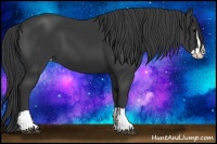 Horse Color:Black Splash Varnish 