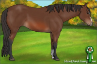 Horse Color:Bay Sabino 