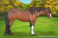 Horse Color:Brown Appaloosa 