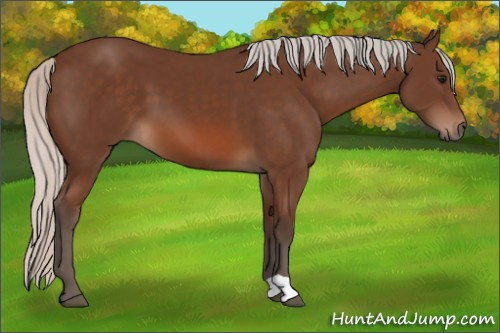 Horse Color: Unknown 