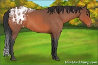 Horse Color:Bay Ice Roan Appaloosa 