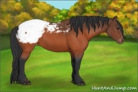 Horse Color:Brown Appaloosa 