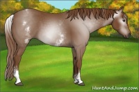 Horse Color:Gray White Spotted Chestnut 