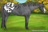 Horse Color:Black Splash Appaloosa 