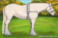 Horse Color:Perlino 