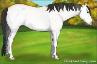 Horse Color:White Spotted Bay Dun 